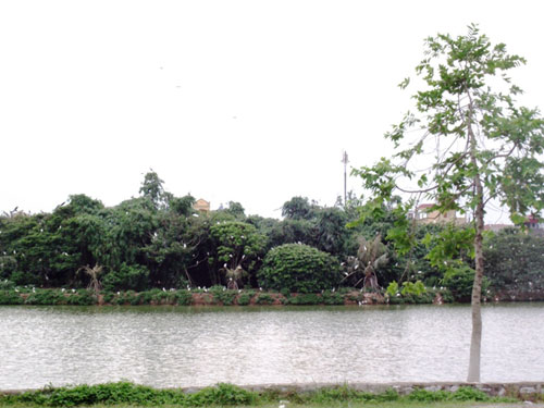 Độc[-]đáo[-]đảo[-]cò[-]giữa[-]lòng[-]thành[-]phố[-]Hưng[-]Yên[-]2